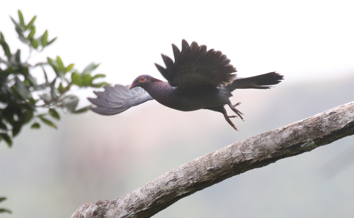 アカエリバト - ML650412412