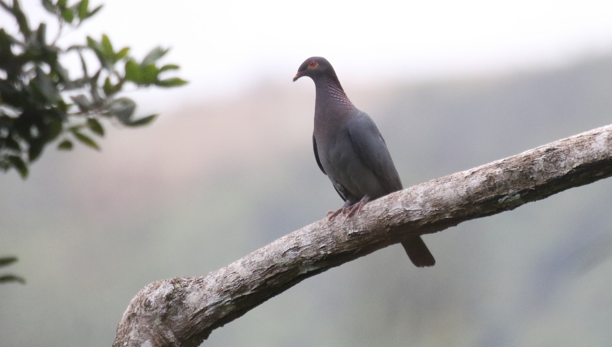 アカエリバト - ML650412416