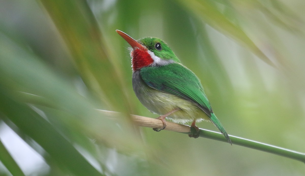 プエルトリココビトドリ - ML650412420