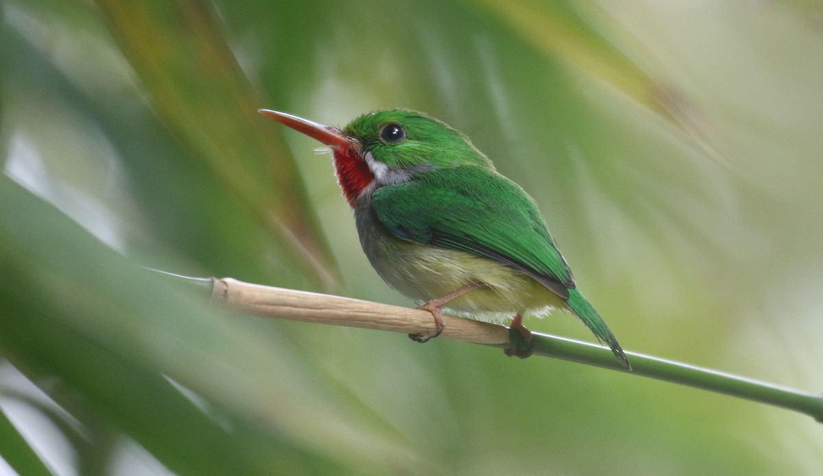 プエルトリココビトドリ - ML650412422