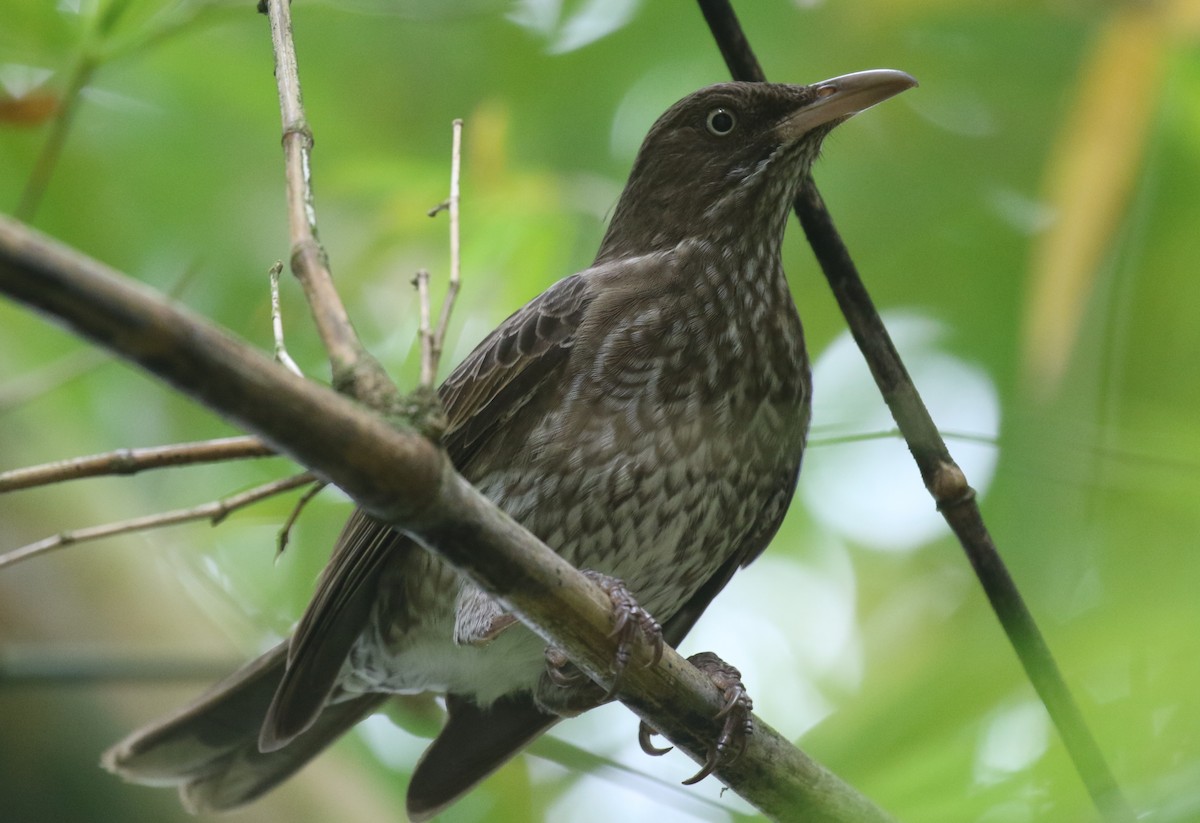 オオウロコツグミモドキ - ML650412425