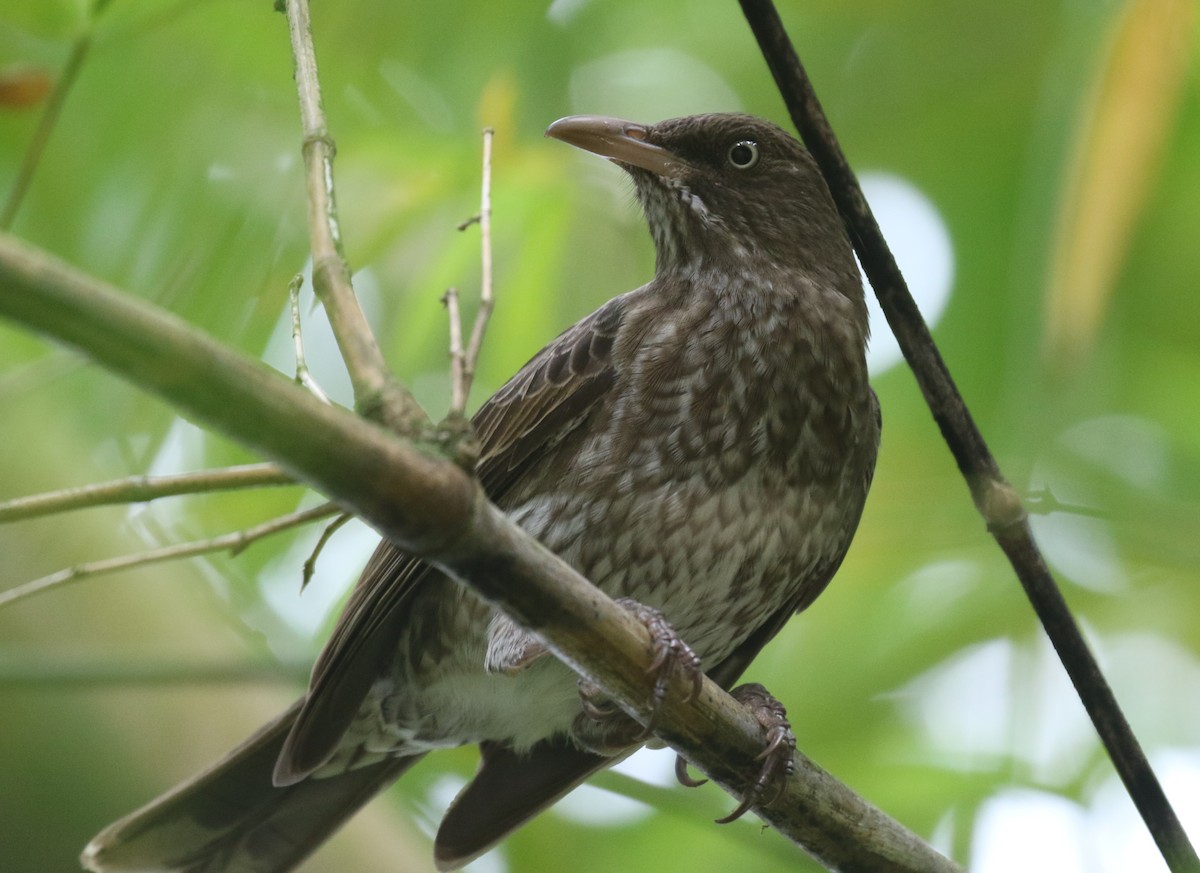 オオウロコツグミモドキ - ML650412426