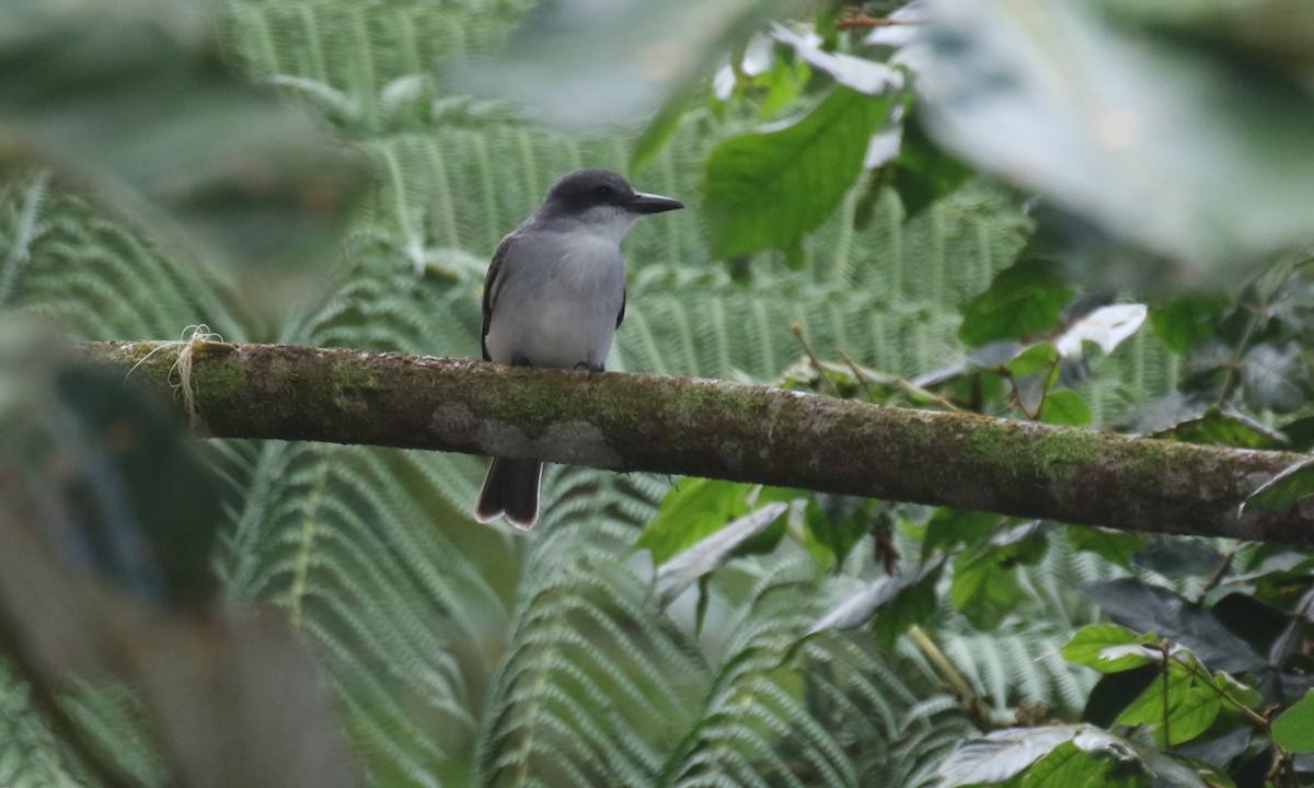 ハイイロタイランチョウ - ML650412428