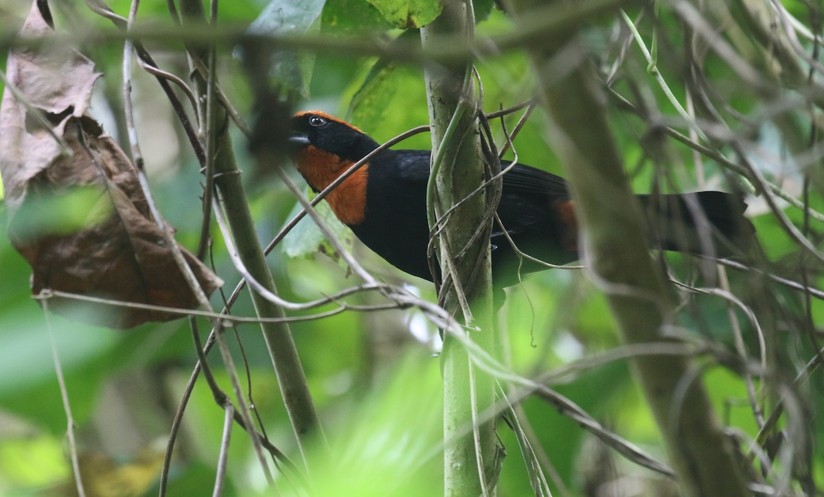 オオクロアカウソ - ML650412434