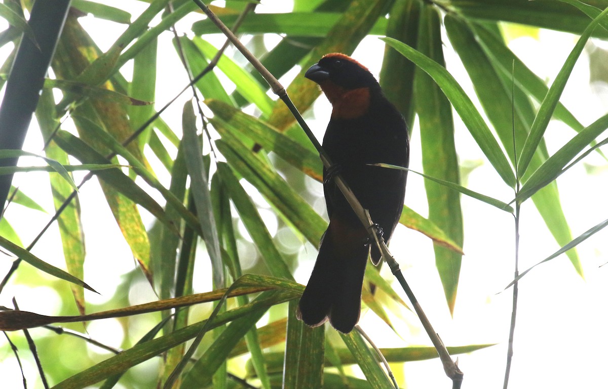 オオクロアカウソ - ML650412436