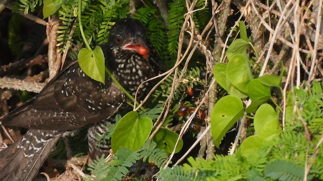 Asian Koel - ML650412495