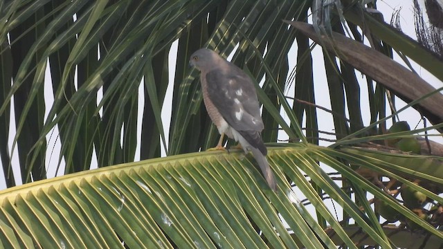 Shikra - ML650412583