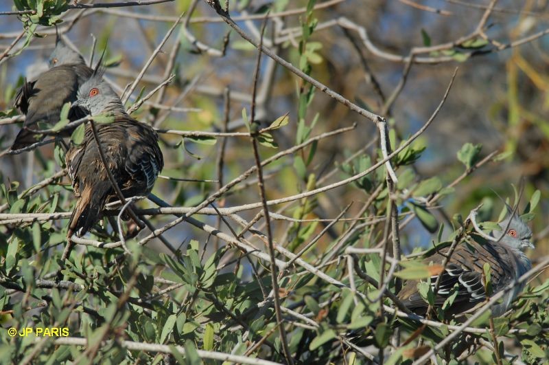 Crested Pigeon - ML650412595