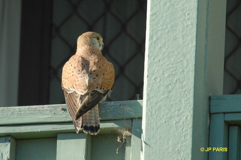 Nankeen Kestrel - ML650412608