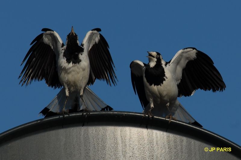 Magpie-lark - ML650412619