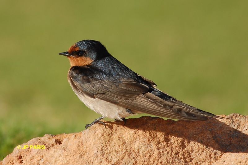 Welcome Swallow - ML650412678