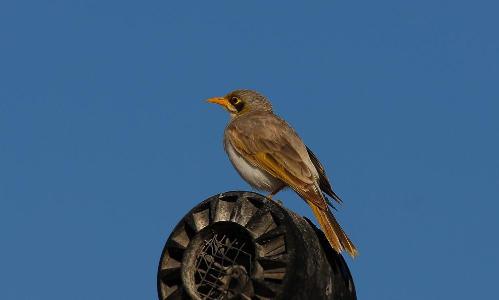 Yellow-throated Miner - ML650412681