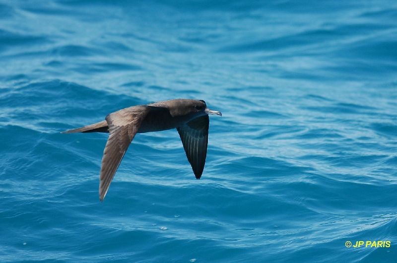 Wedge-tailed Shearwater - ML650412725