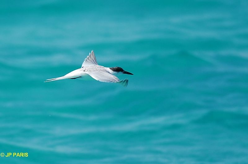 Gull-billed Tern - ML650412744
