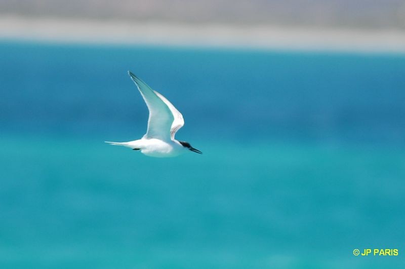 Roseate Tern - ML650412746