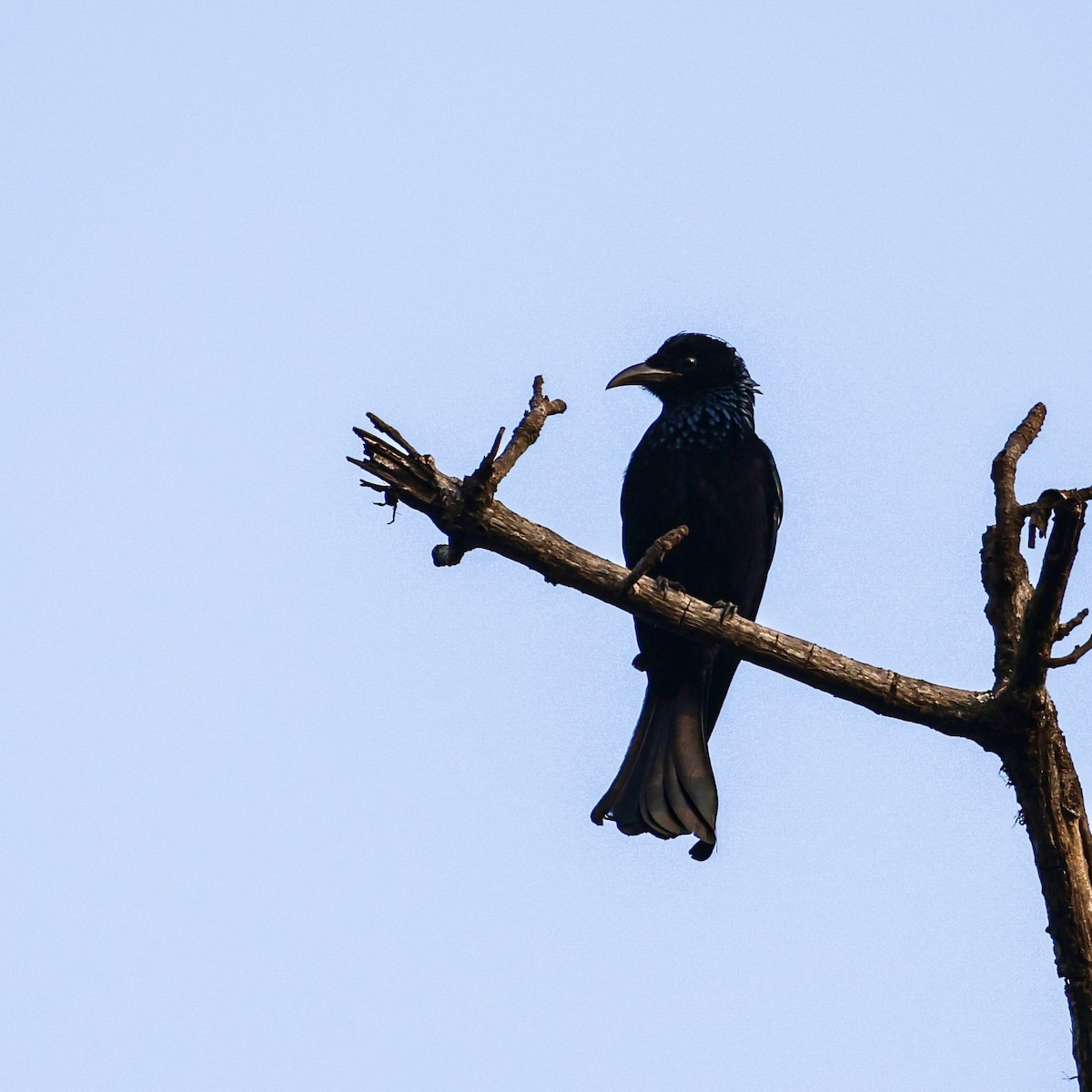 Hair-crested Drongo - ML650412876