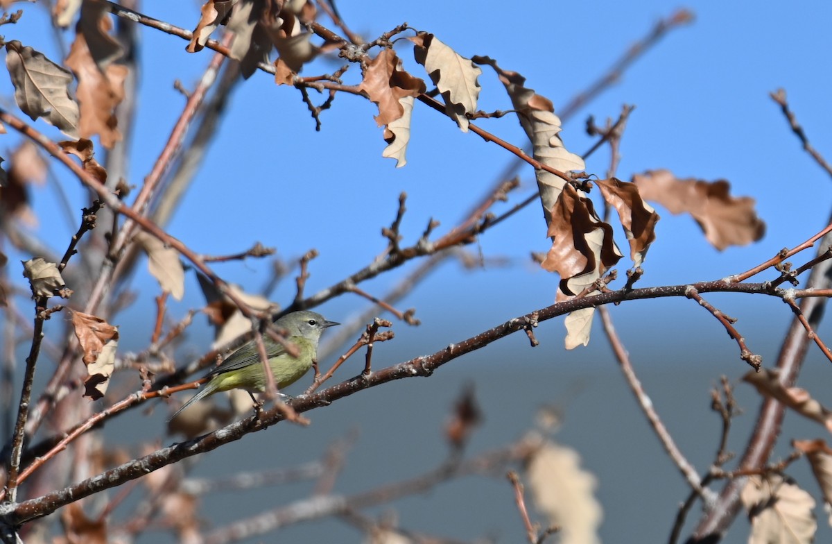 Orange-crowned Warbler - ML650412902