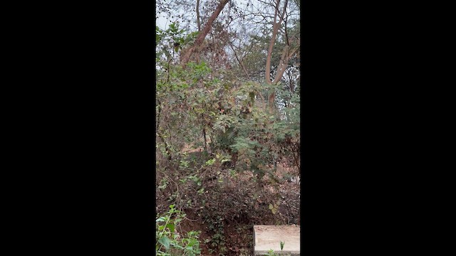 Indian Paradise-Flycatcher - ML650413063