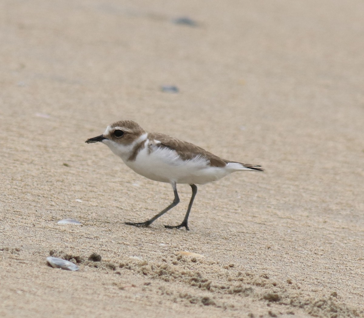 Kentish Plover - ML650413101