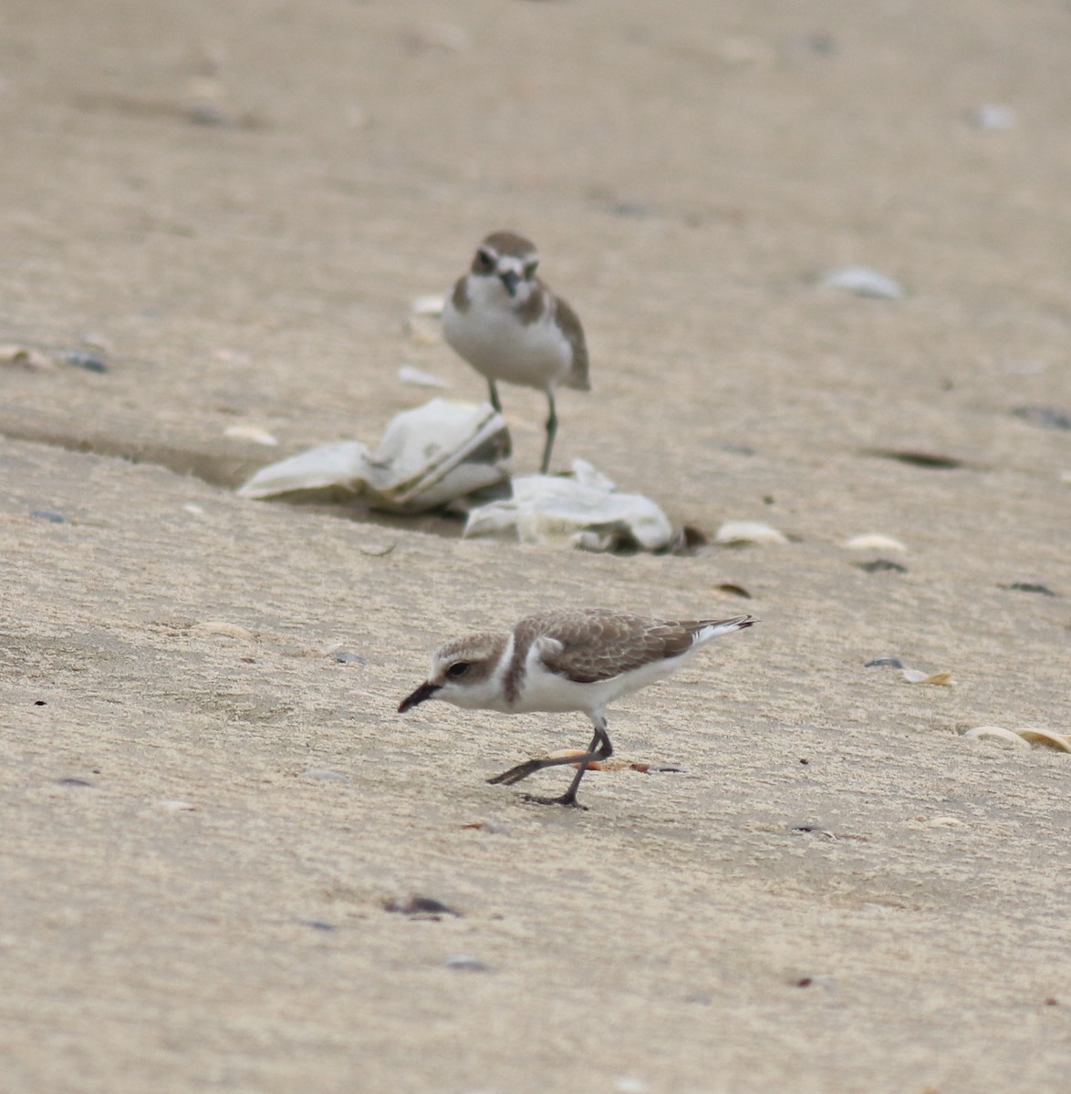 Kentish Plover - ML650413104