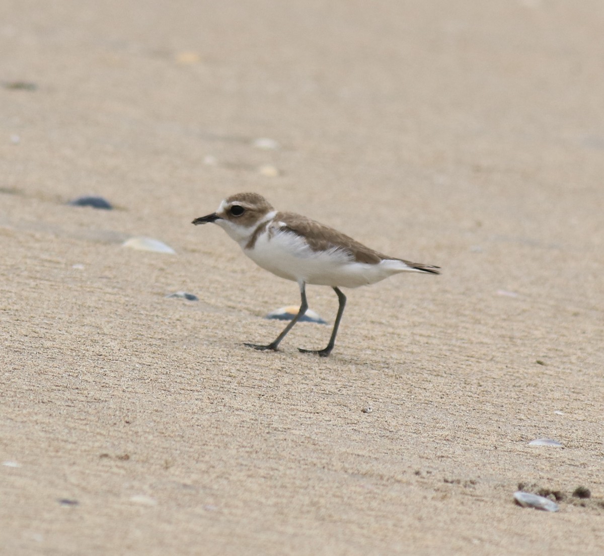 Kentish Plover - ML650413105