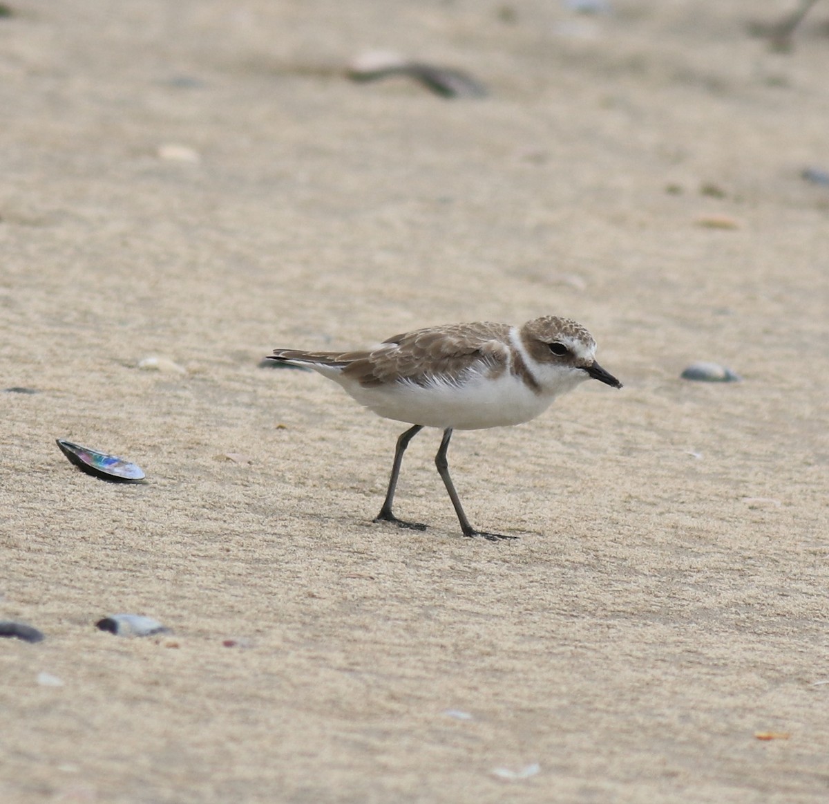 Kentish Plover - ML650413107