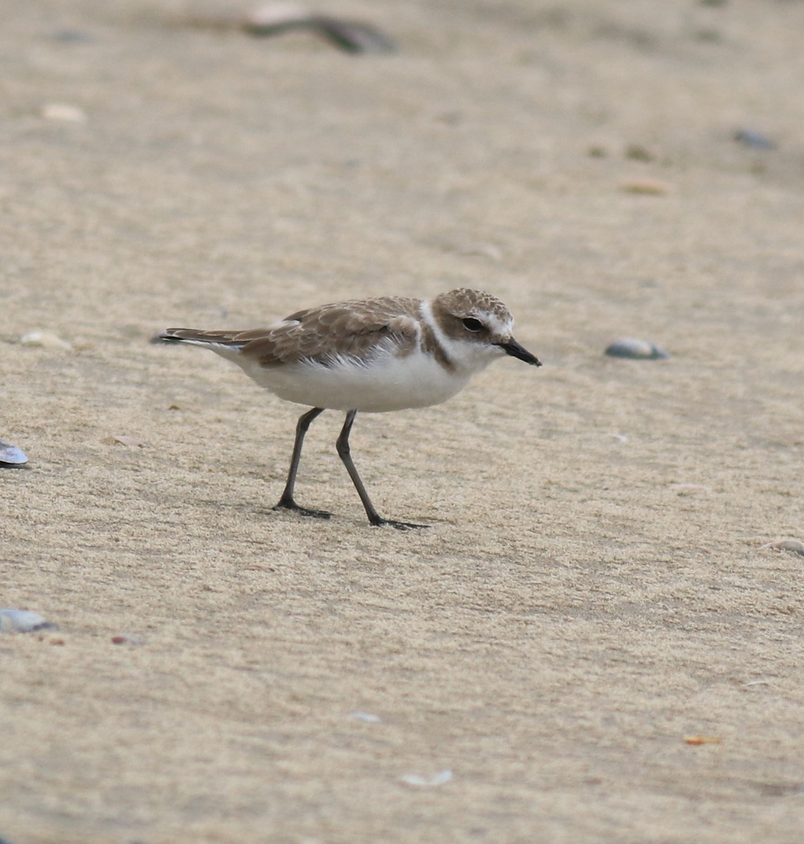 Kentish Plover - ML650413108
