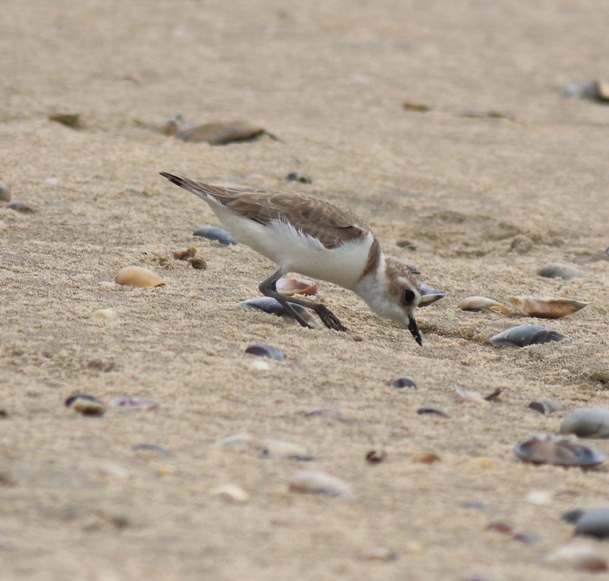 Kentish Plover - ML650413109