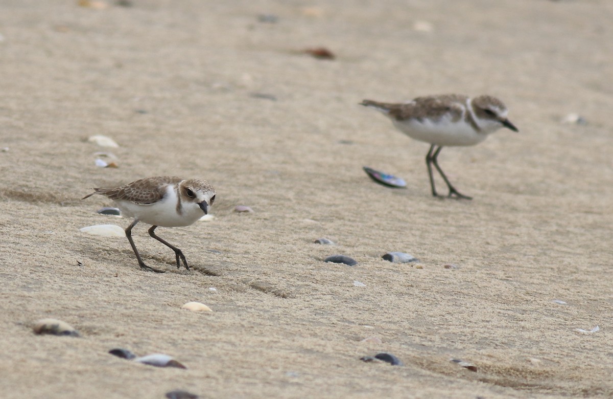 Kentish Plover - ML650413110