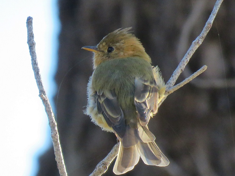 Tufted Flycatcher - ML65041321