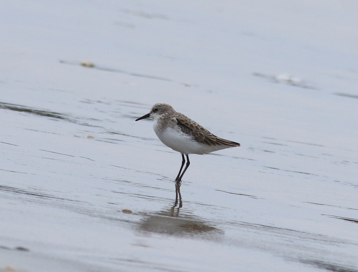 Little Stint - ML650413326
