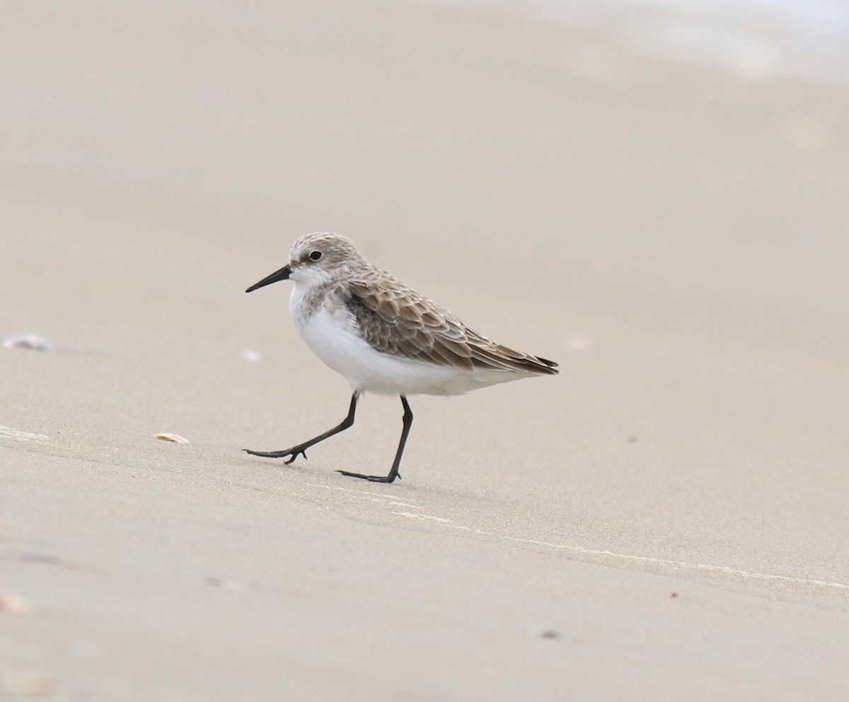 Little Stint - ML650413327