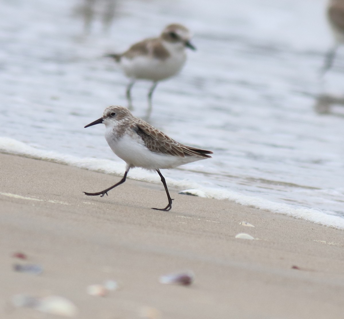 Little Stint - ML650413328