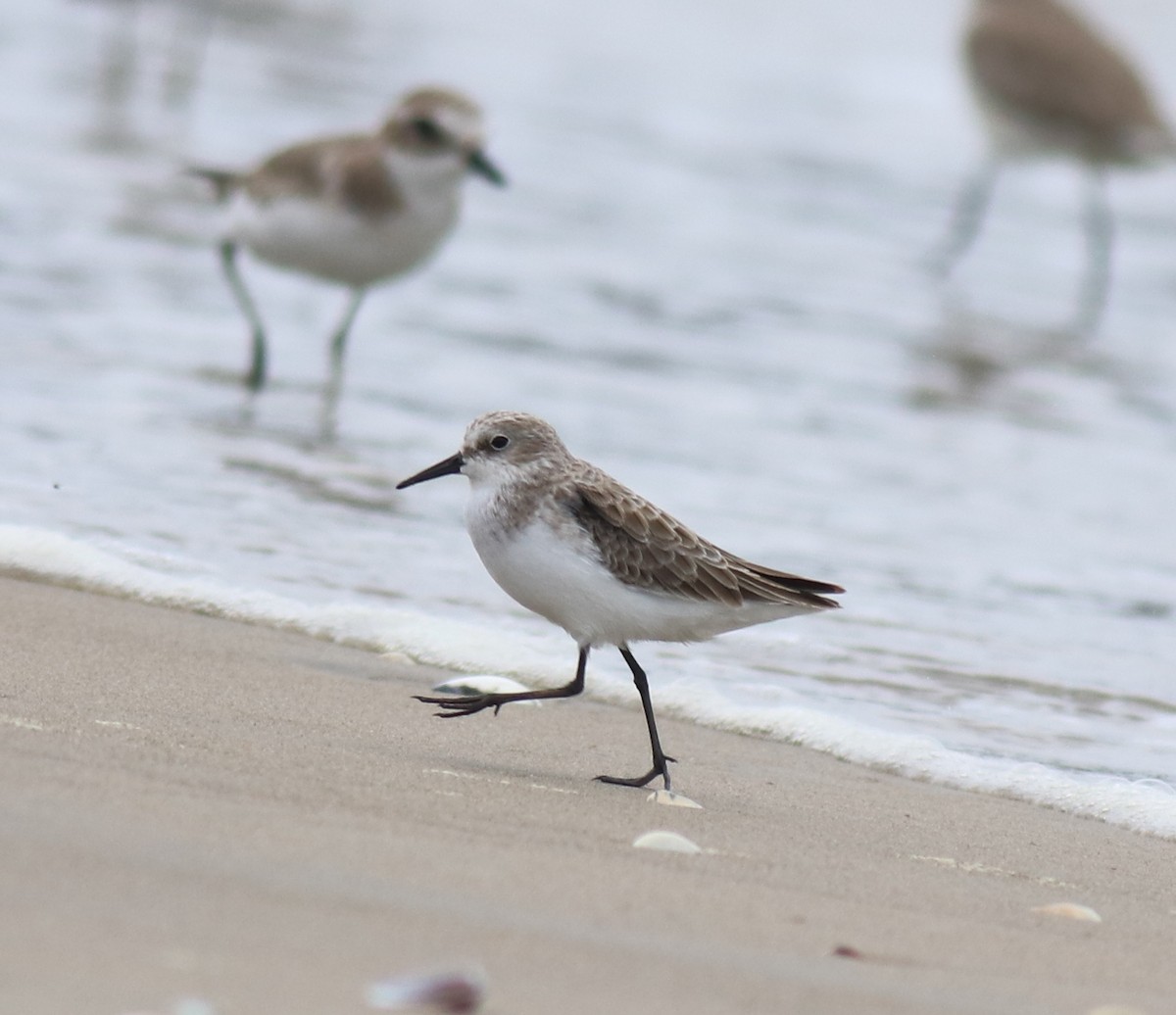Little Stint - ML650413329