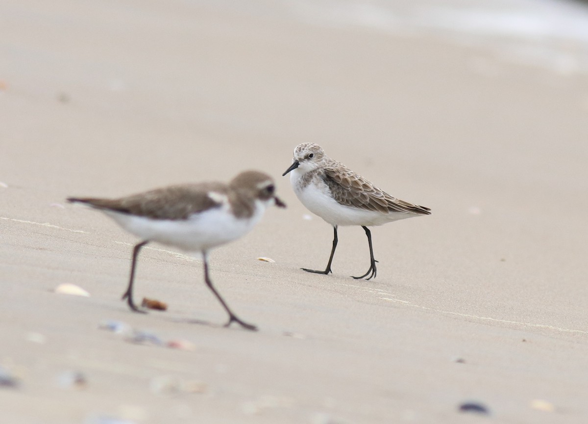 Little Stint - ML650413330