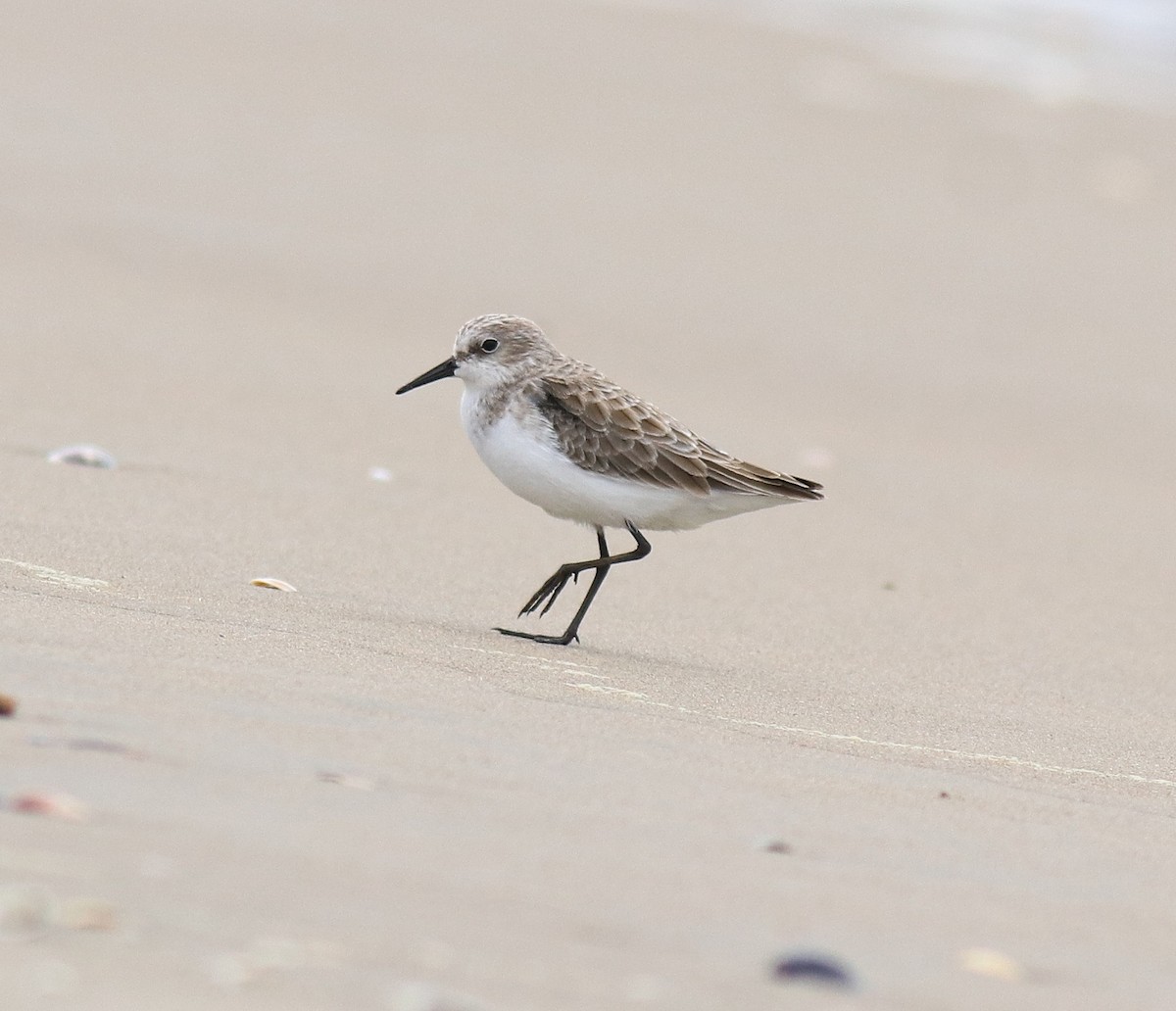 Little Stint - ML650413331