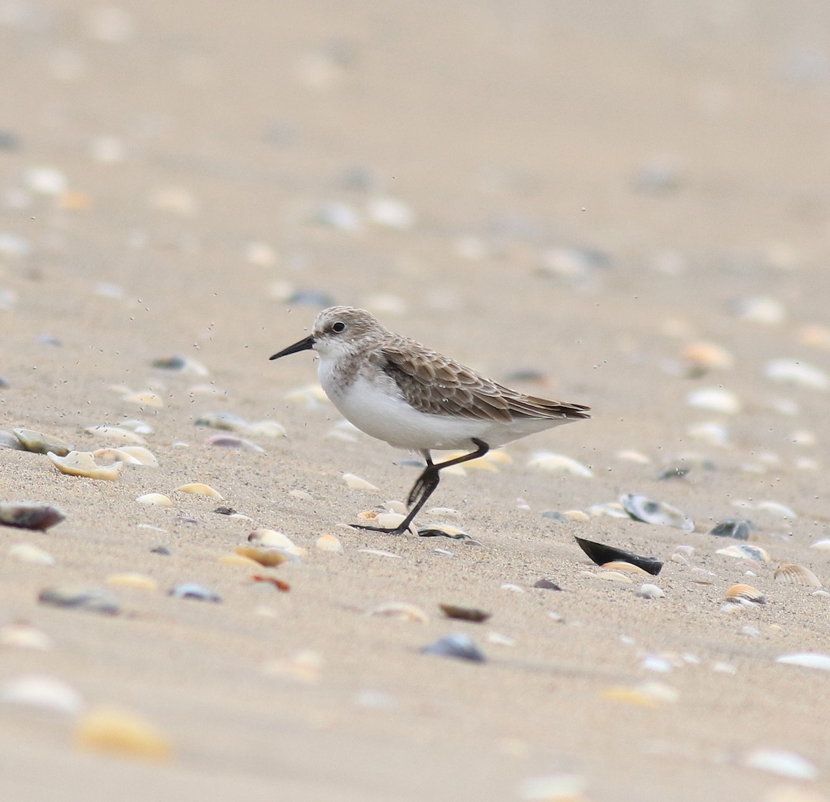 Little Stint - ML650413333