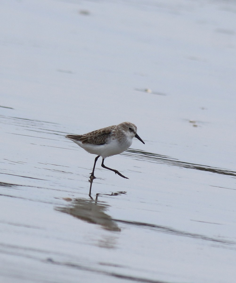 Little Stint - ML650413334