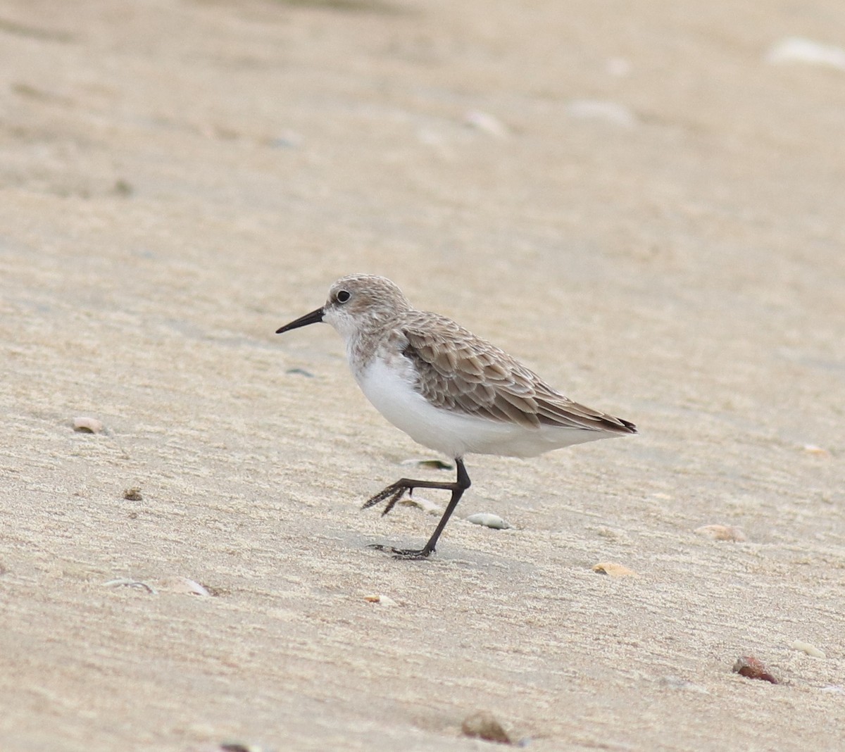 Little Stint - ML650413335