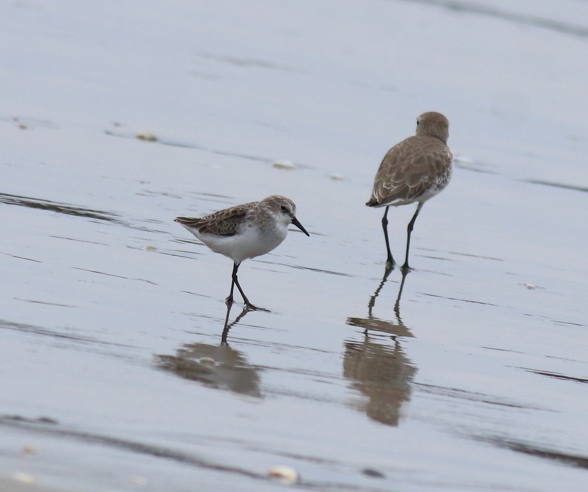 Little Stint - ML650413337