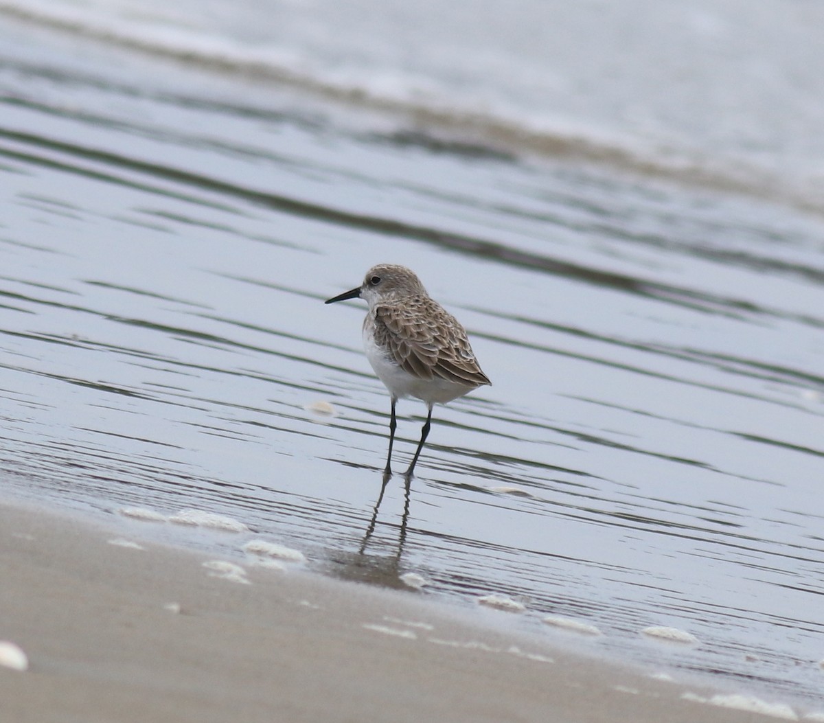 Little Stint - ML650413338
