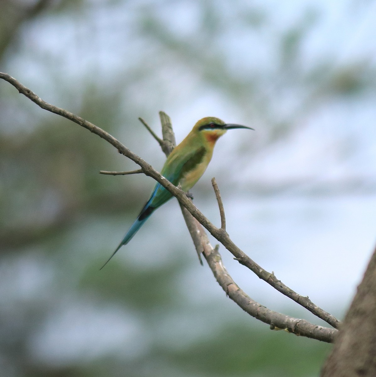 Blue-tailed Bee-eater - ML650413426