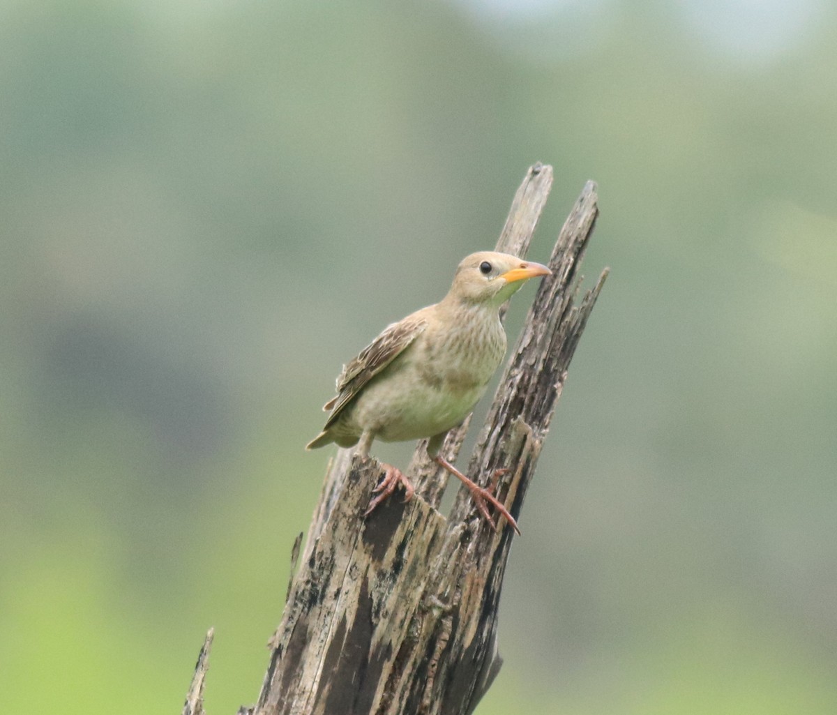 Rosy Starling - ML650413434