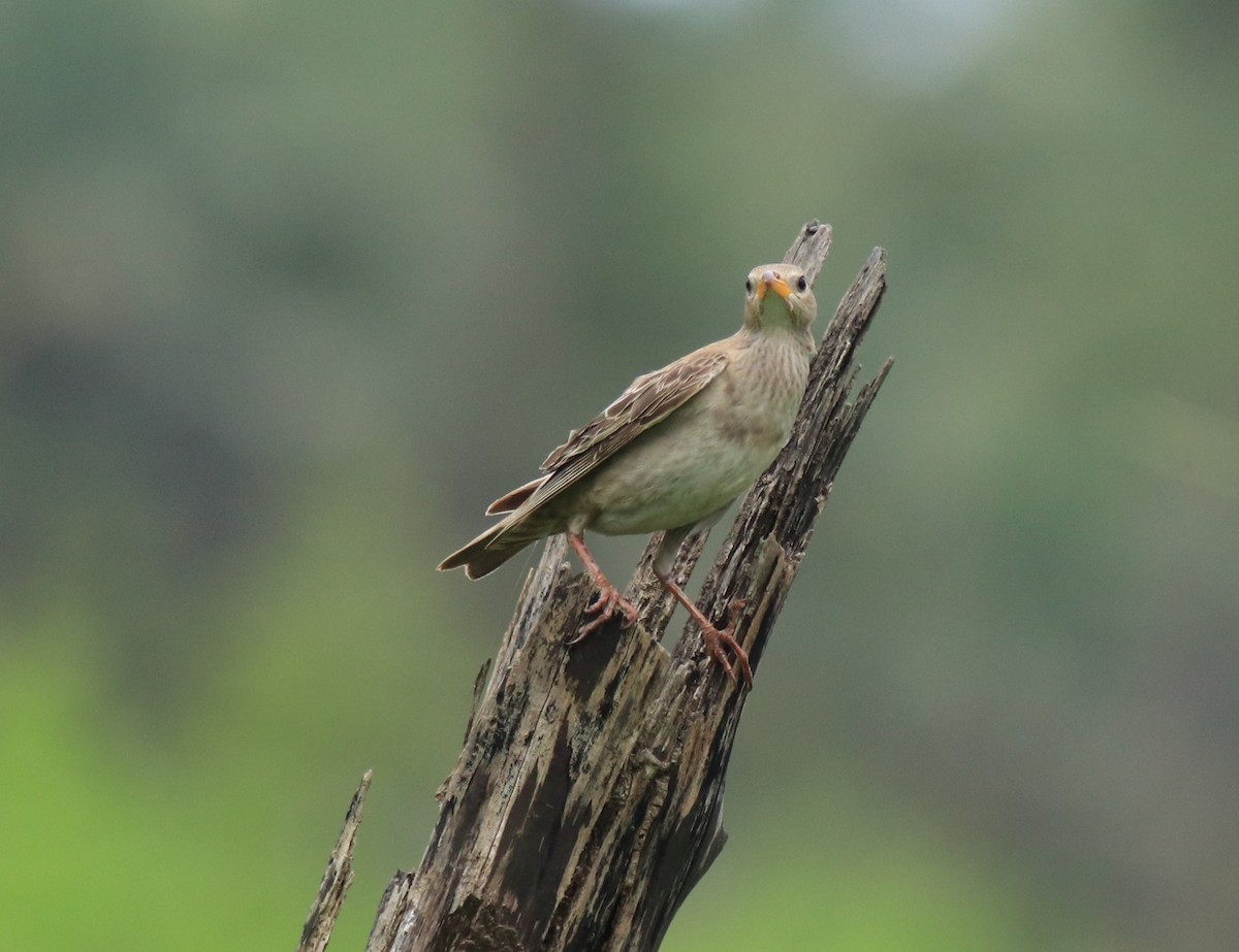 Rosy Starling - ML650413435