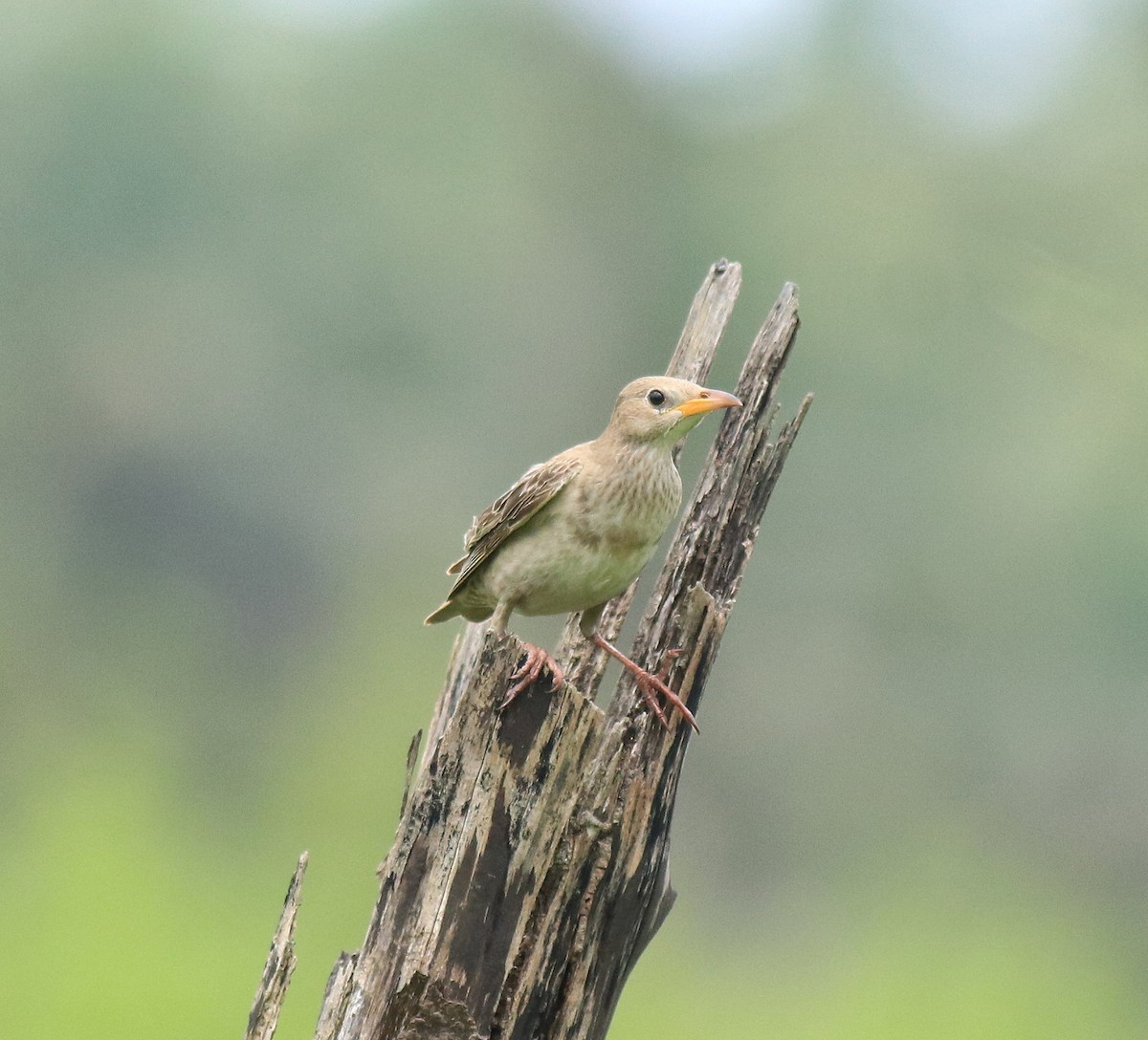 Rosy Starling - ML650413436