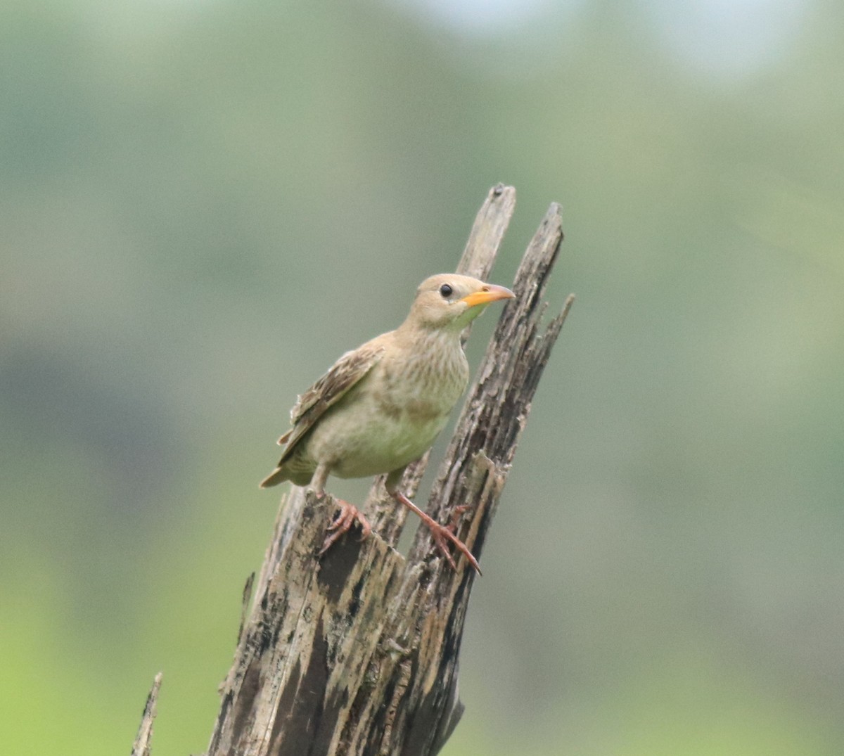 Rosy Starling - ML650413437