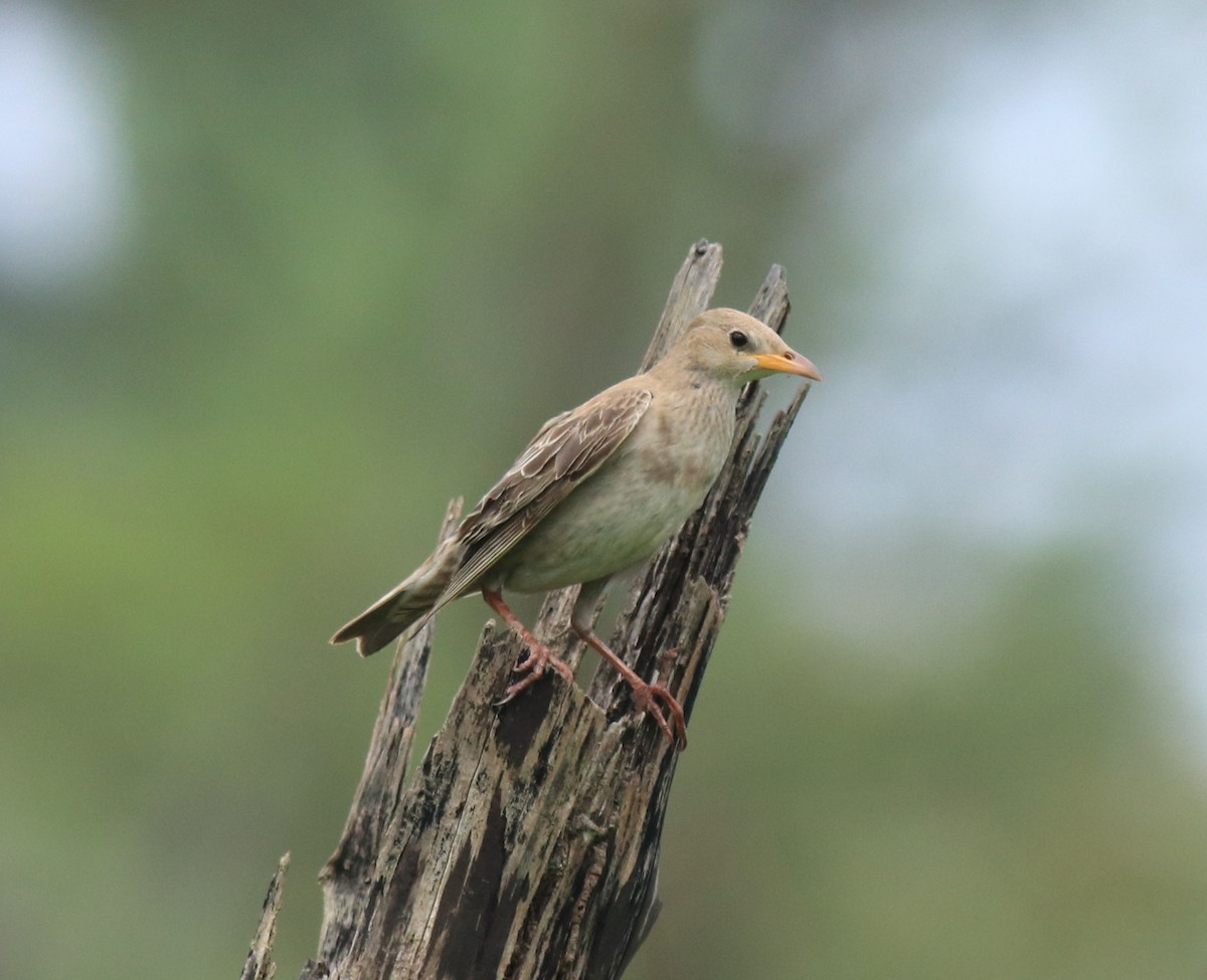 Rosy Starling - ML650413438