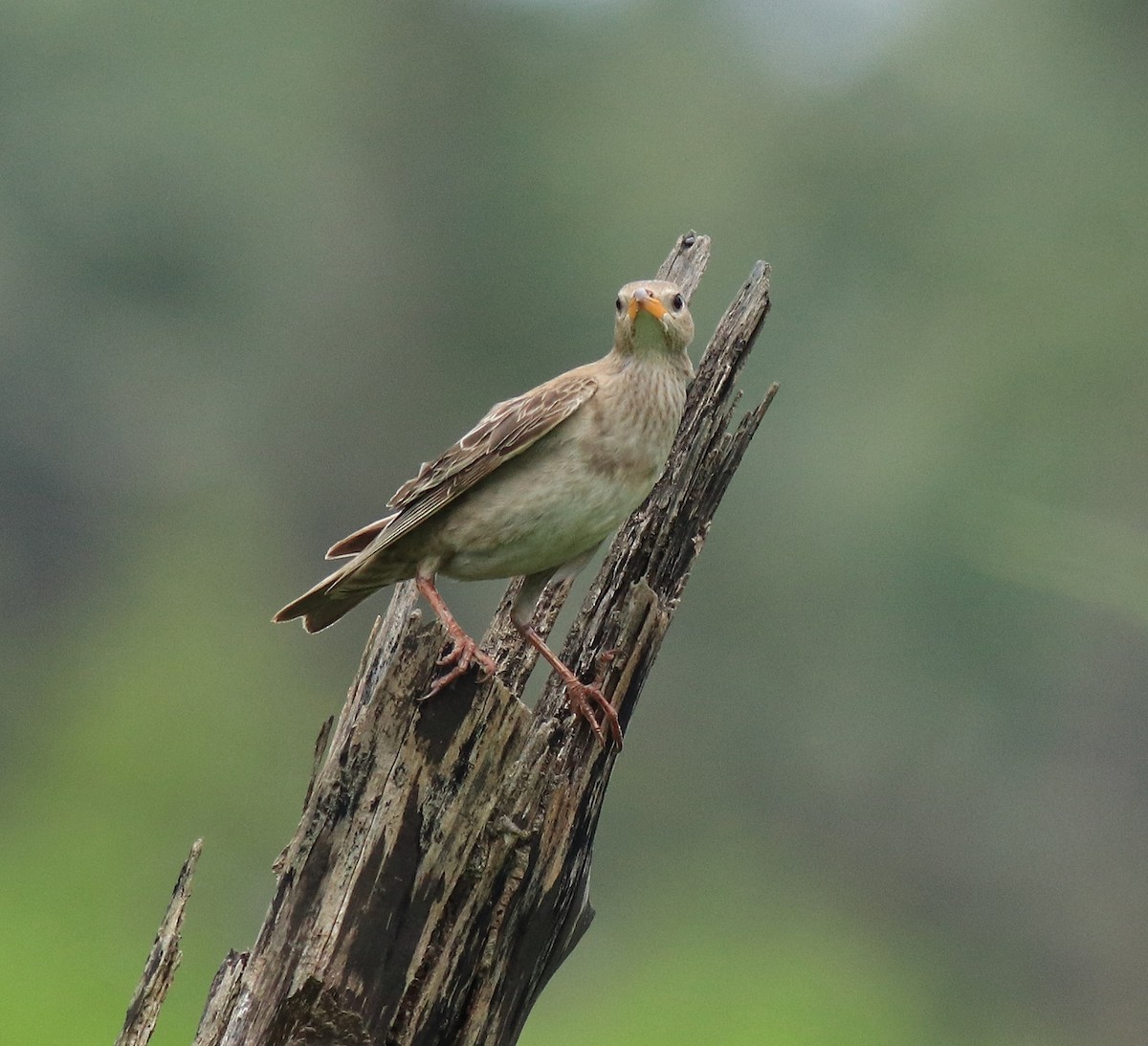 Rosy Starling - ML650413439