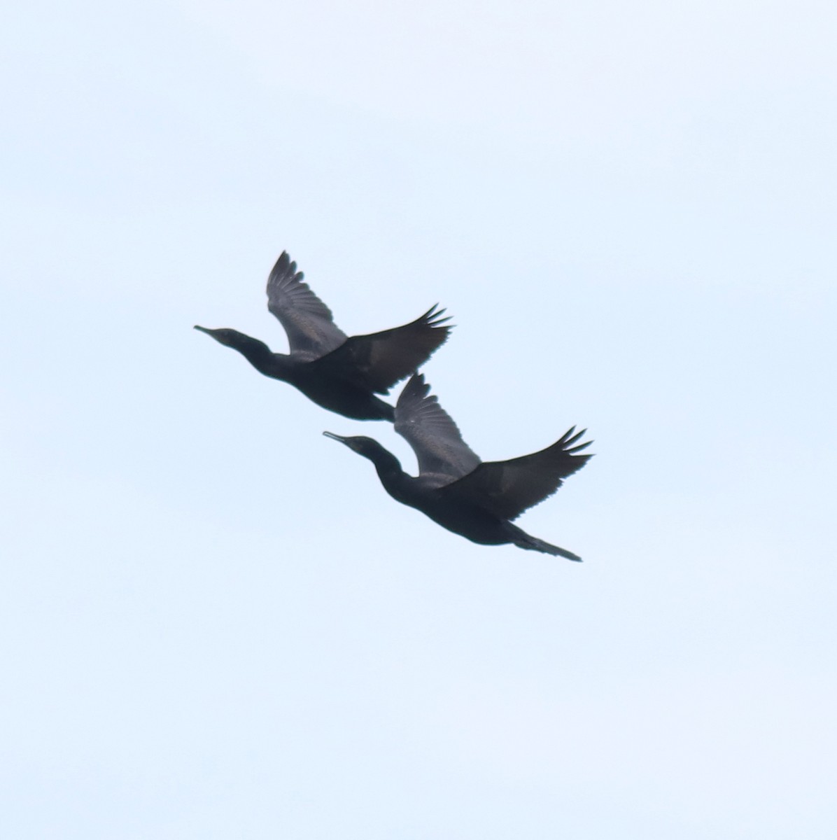 Indian Cormorant - ML650413481