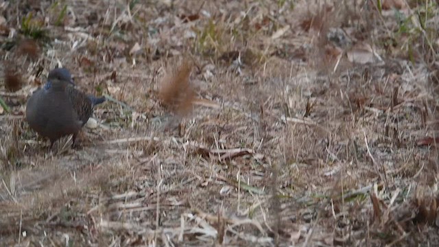 Oriental Turtle-Dove - ML650413607